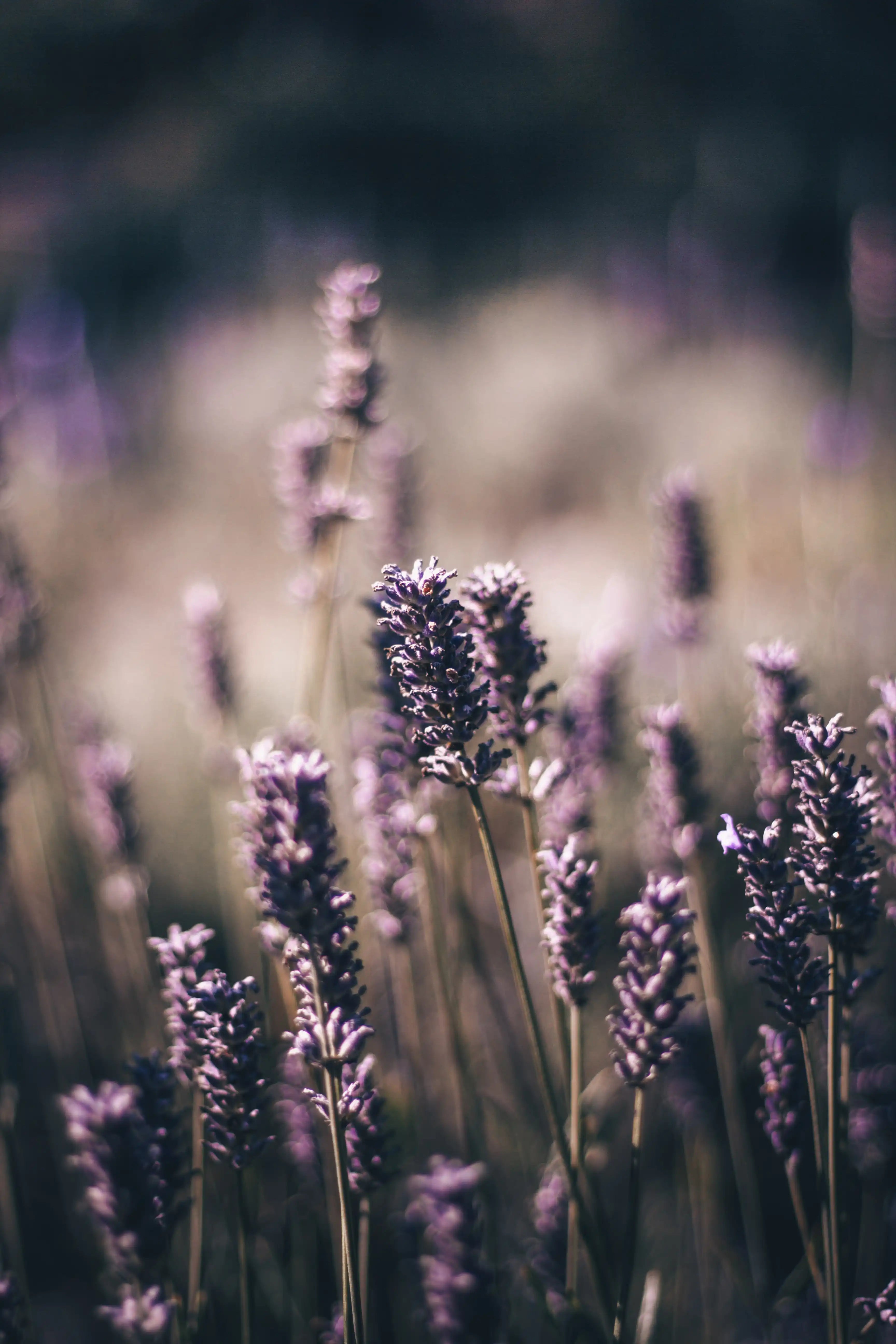 Looops Duftkerze Mussezeit mit Lavendel in einem Lavendelfeld