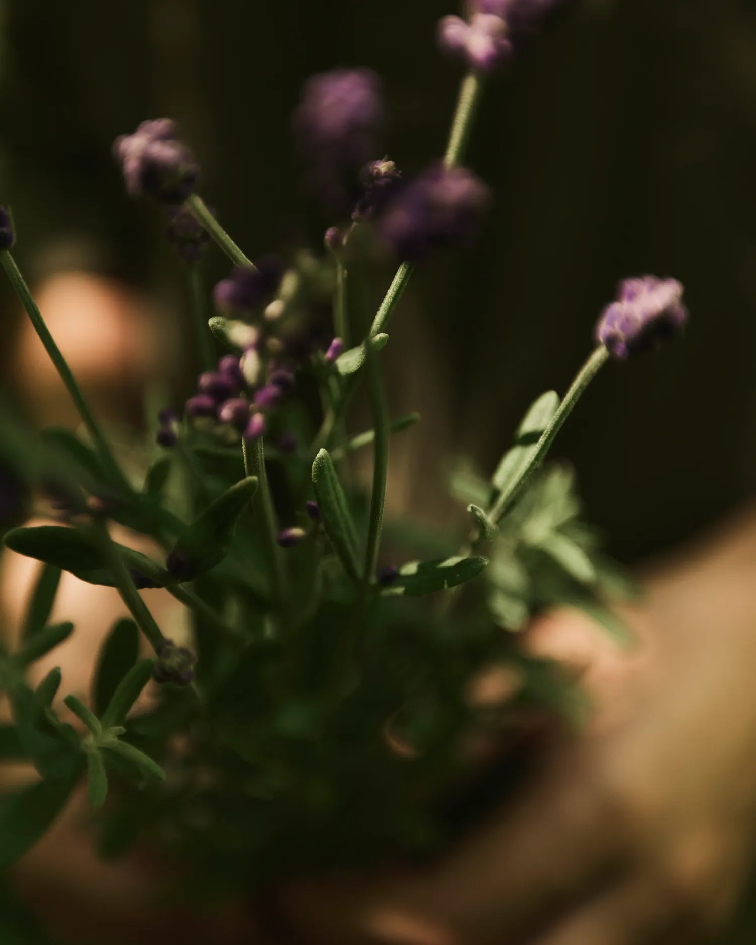 Aeris – mit Wildkräuter