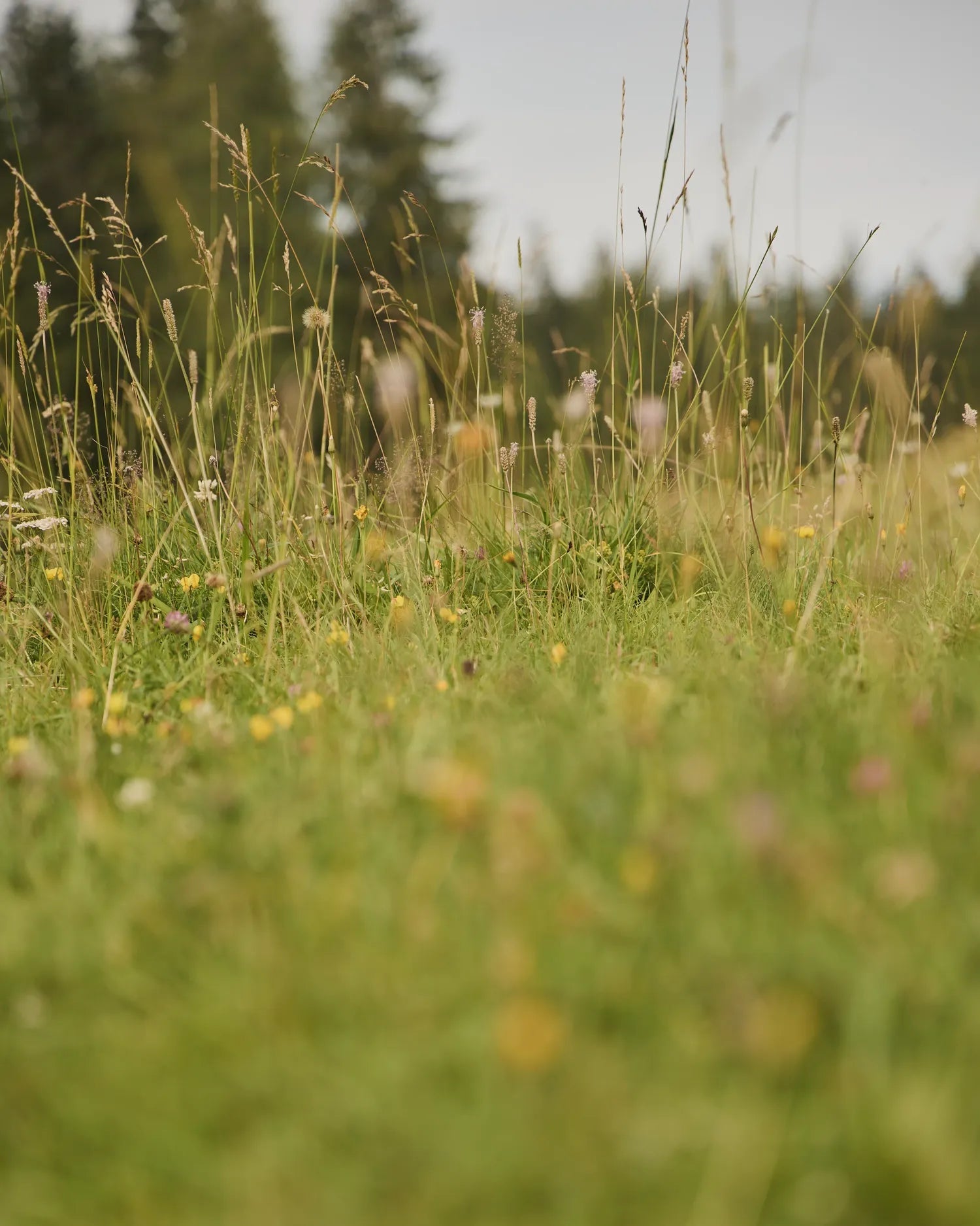 Almwiese  scent products