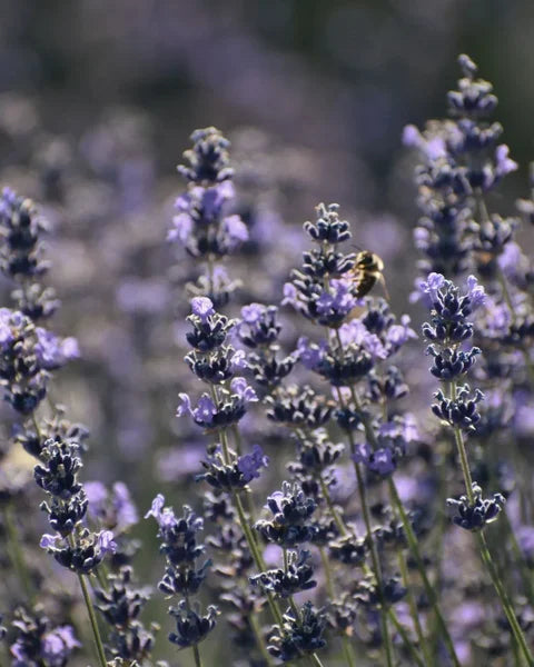 Lavendel fein mit Biene