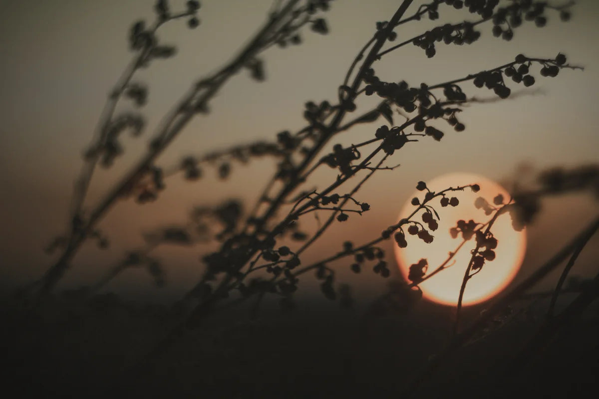 Zweige vor einem Sonnenuntergang