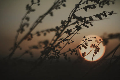 Branches in front of a sunset