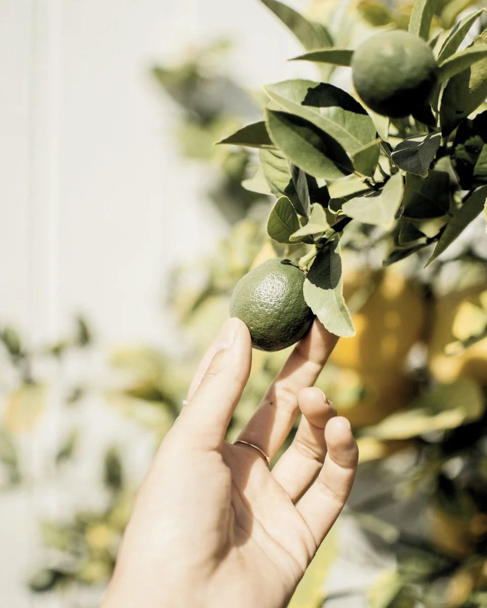 A hand picks a bergamot. 