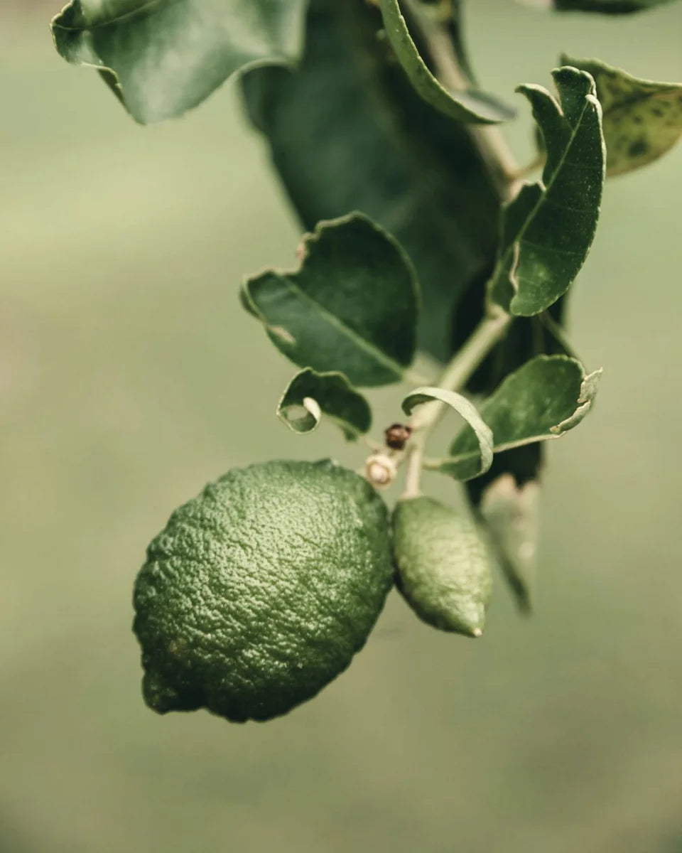 Bergamot with leaves