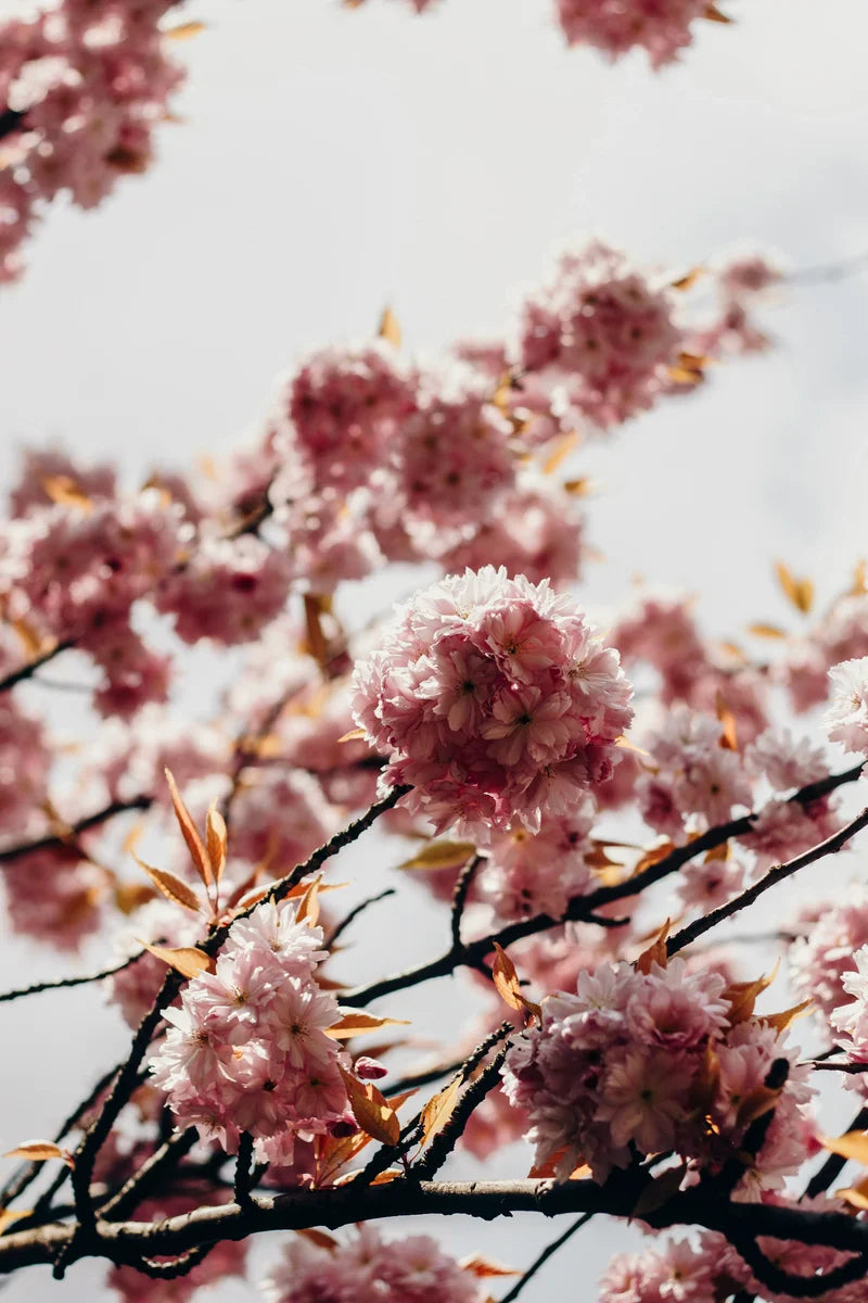 Pink flowering tree