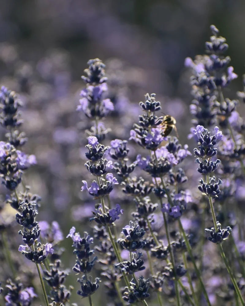 Lavender field with bee