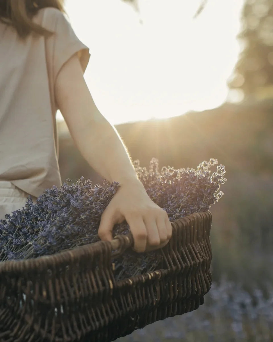 Lavendel wird geerntet.