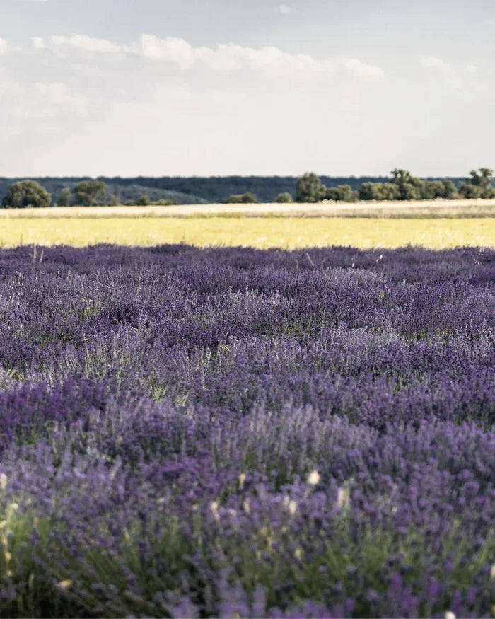 Ein Lavendelfeld.