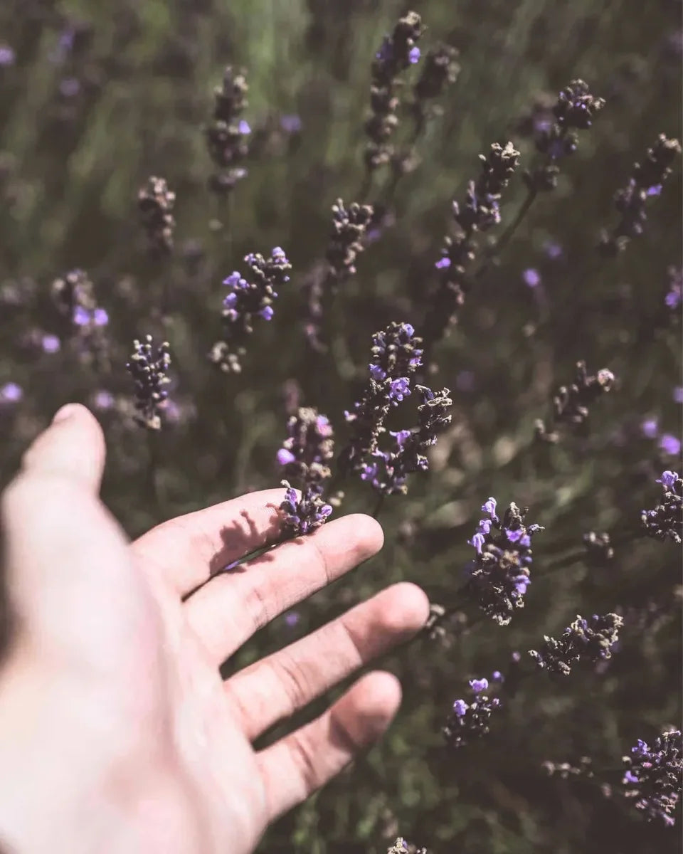 Lavendel wird von einer Hand berührt.