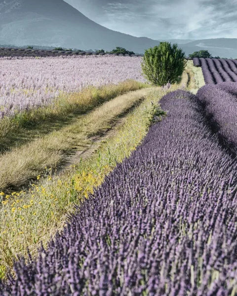 A lavender field.