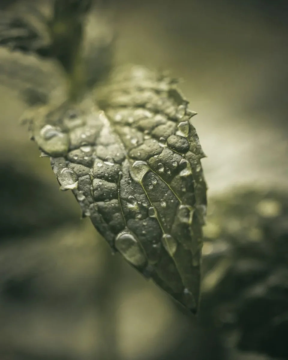 A peppermint leaf.