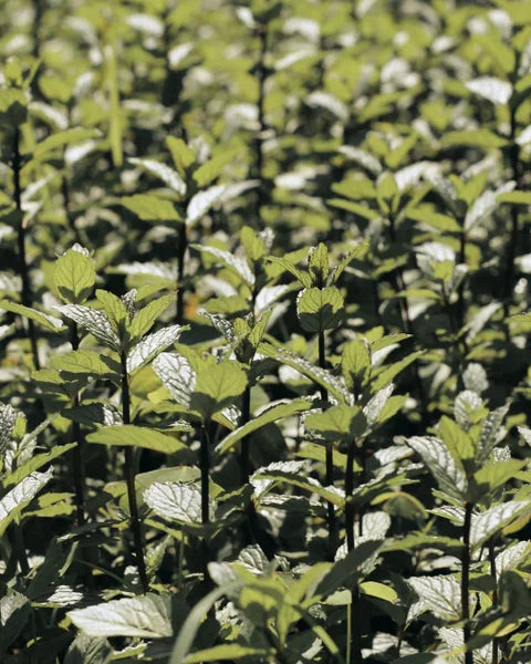 Peppermint field