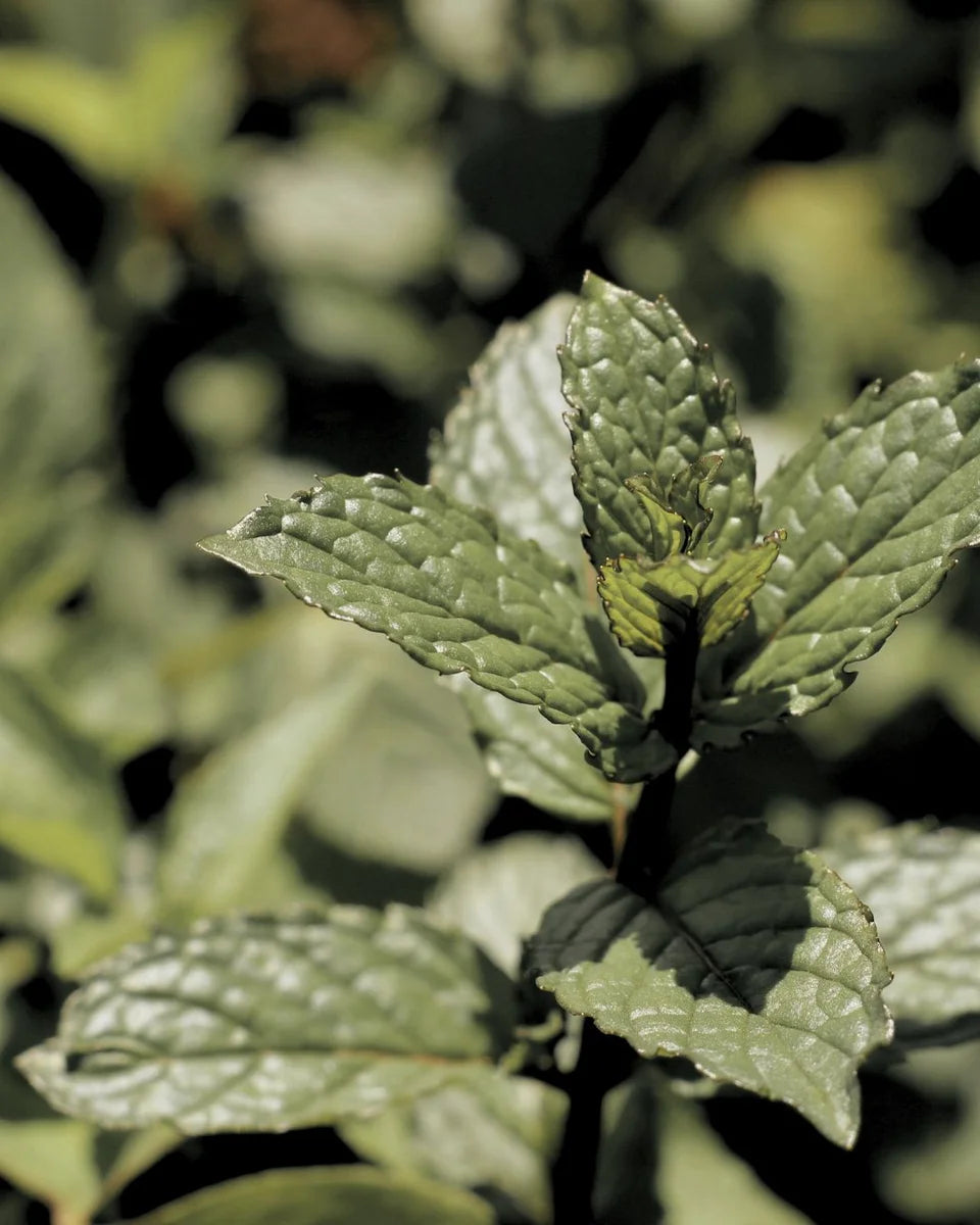 Peppermint leaves