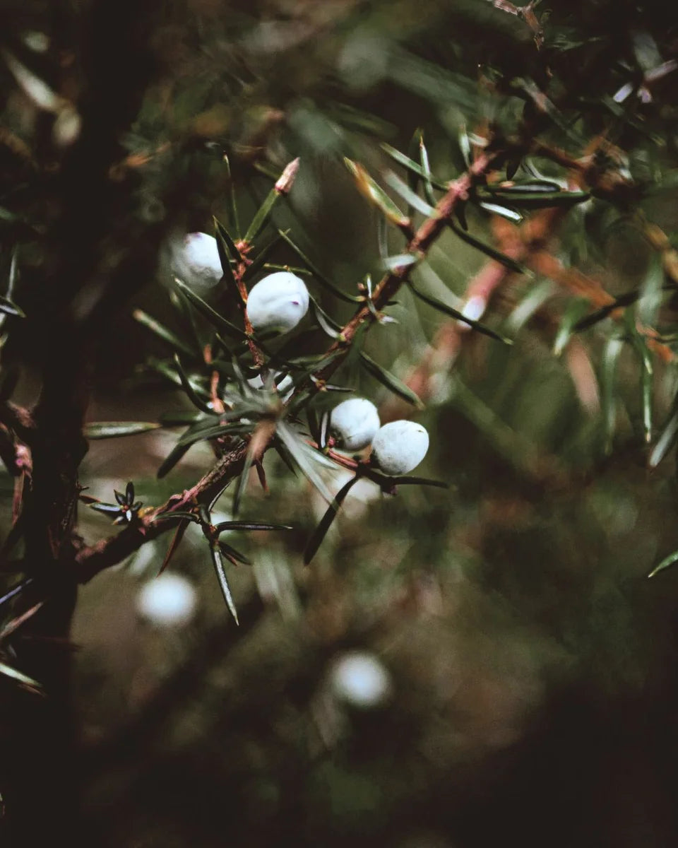 Juniper berries