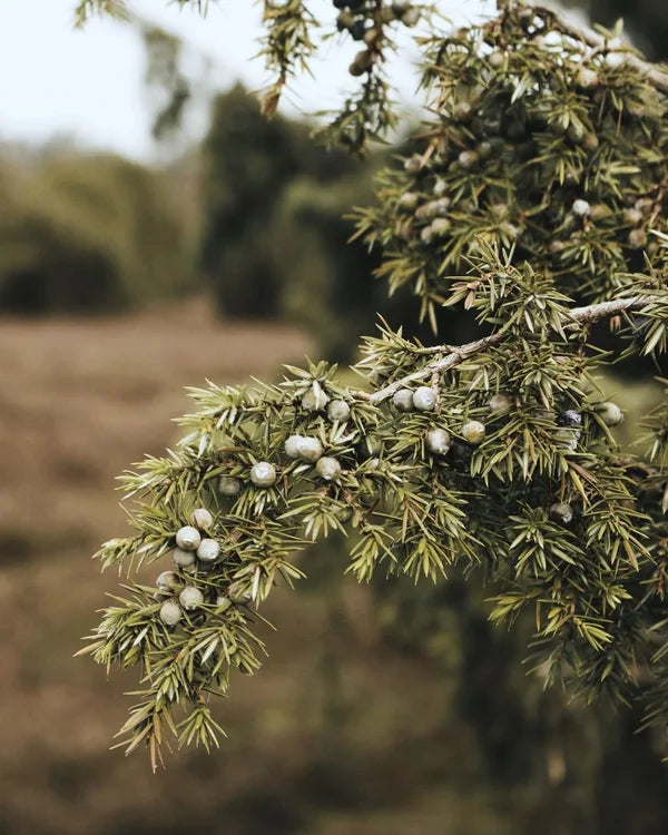 Juniper berries