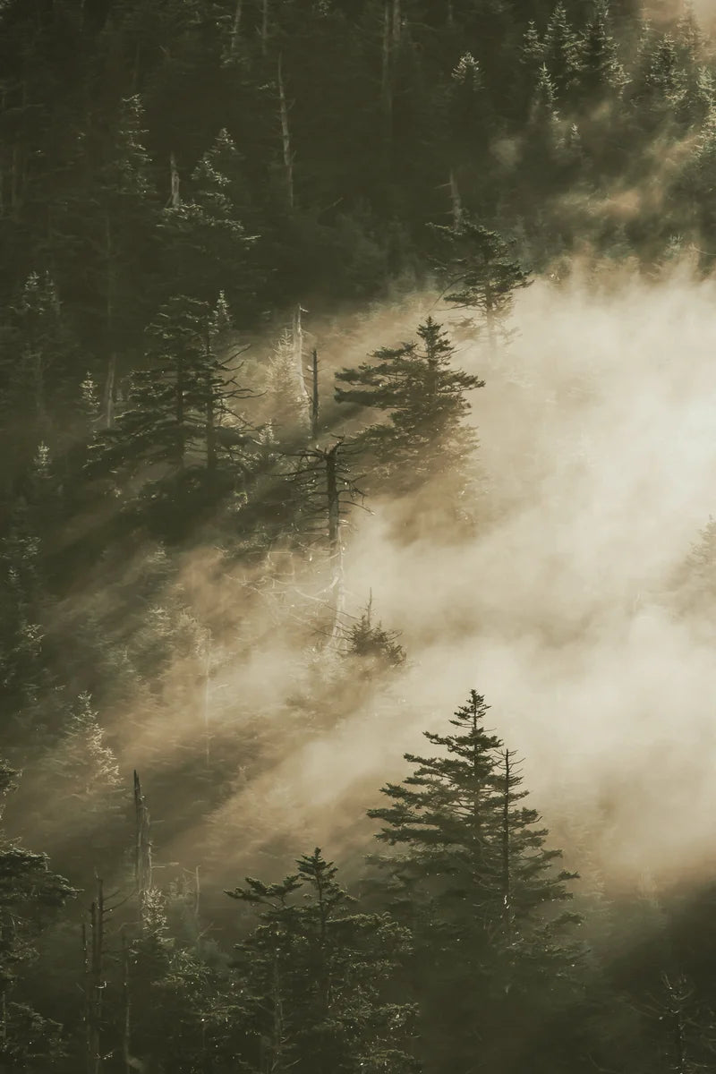 Forest and fog