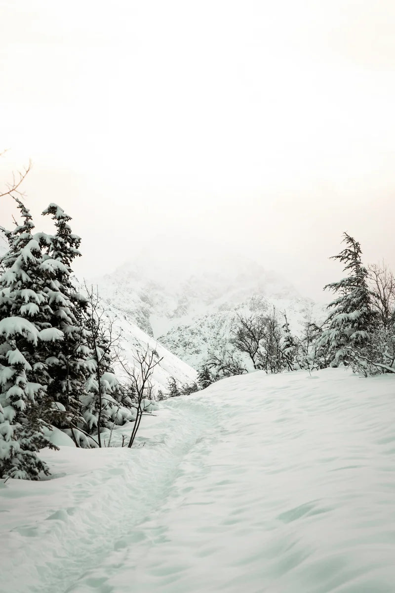 Snowy landscape