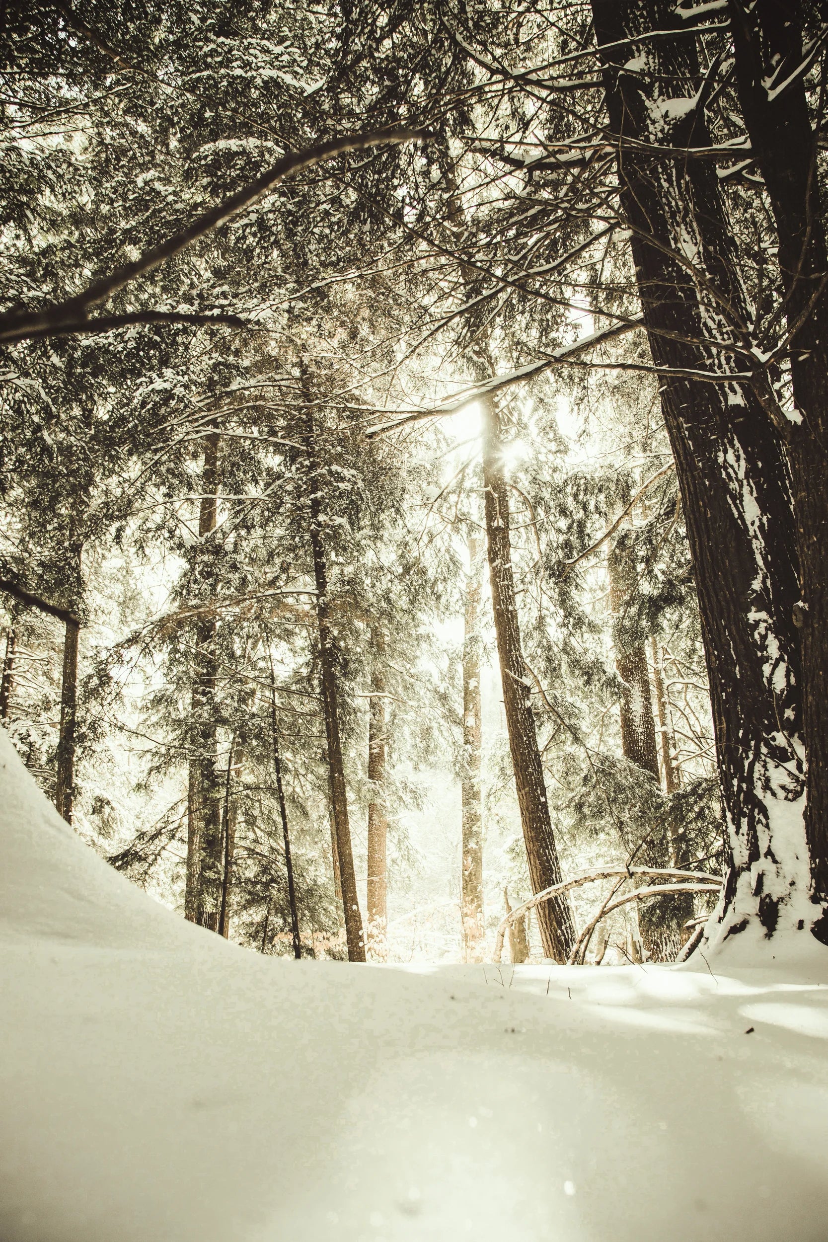 Verschneiter Wald