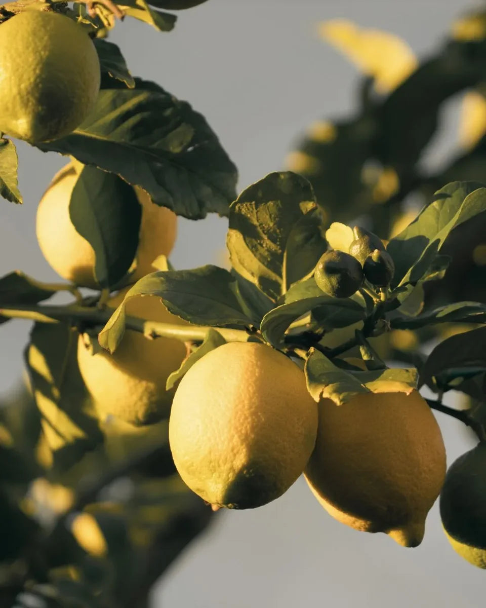 Lemons with leaves