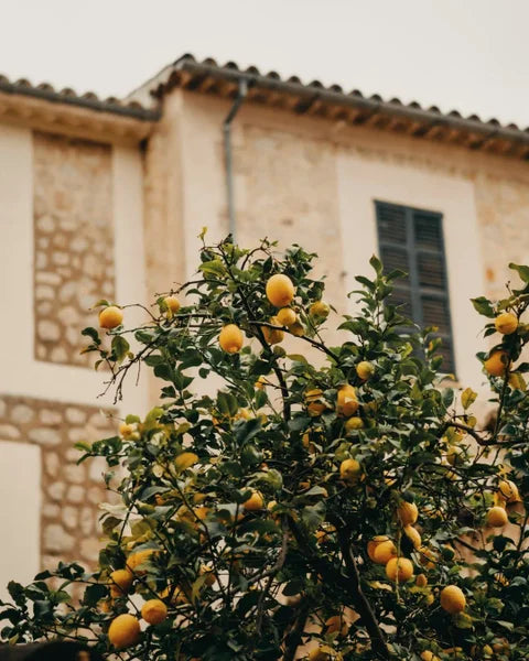 A lemon tree in front of a house.