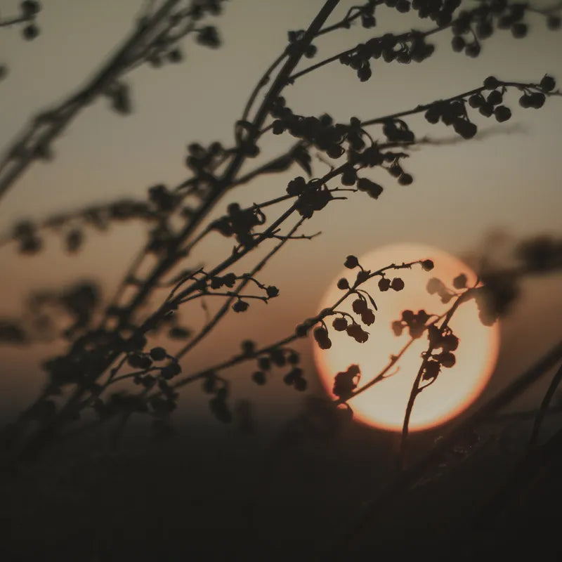 Sunset behind branches