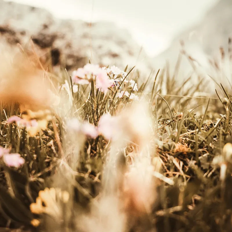 Alpine meadows Flowers against a mountain backdrop