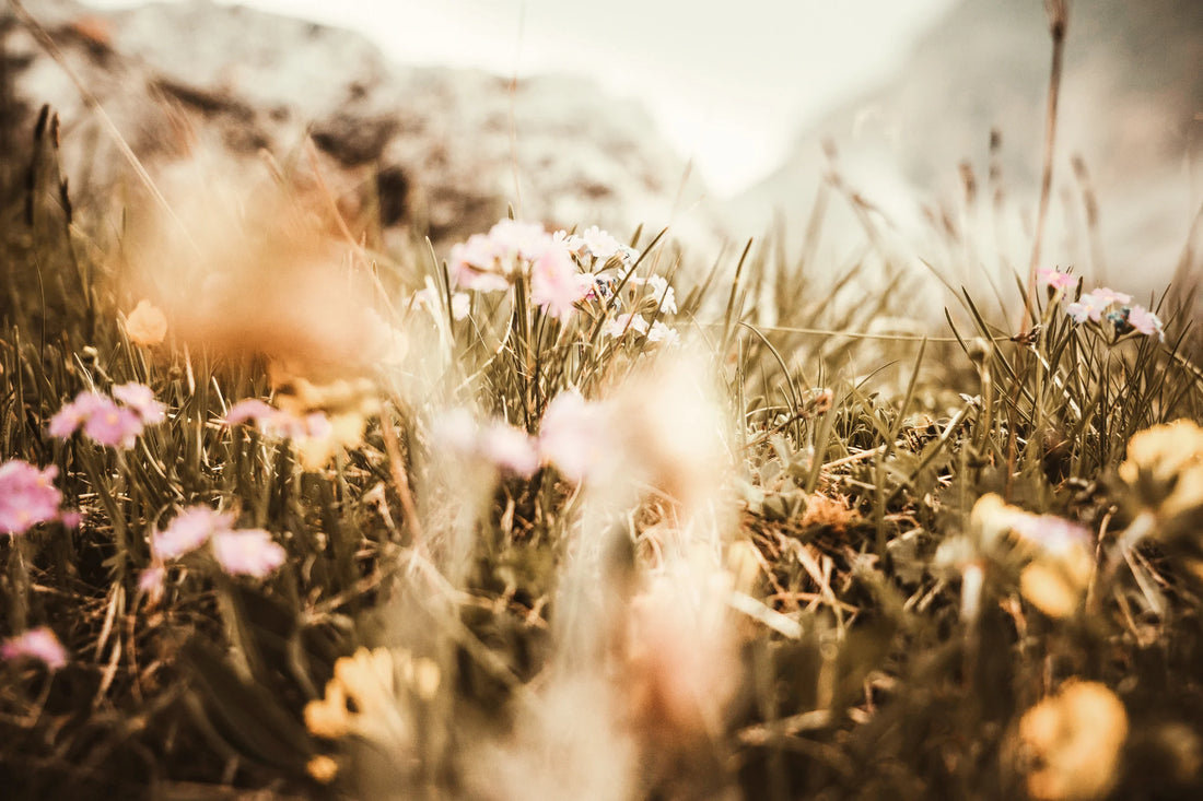 Blooming Almwiese