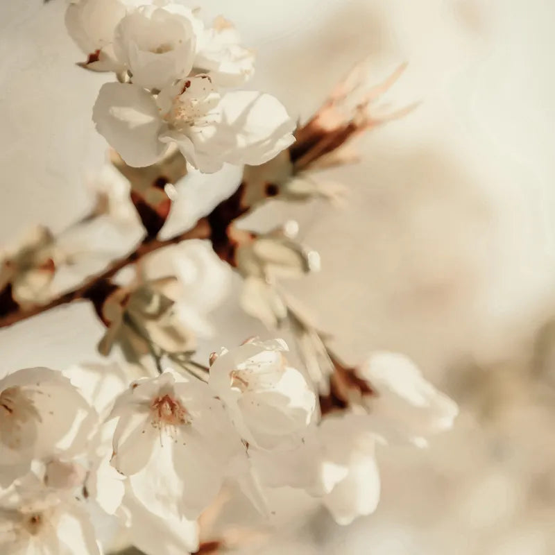 White flowering branches