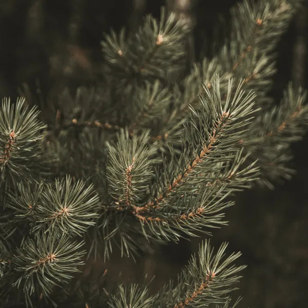 Close-up of needle branches