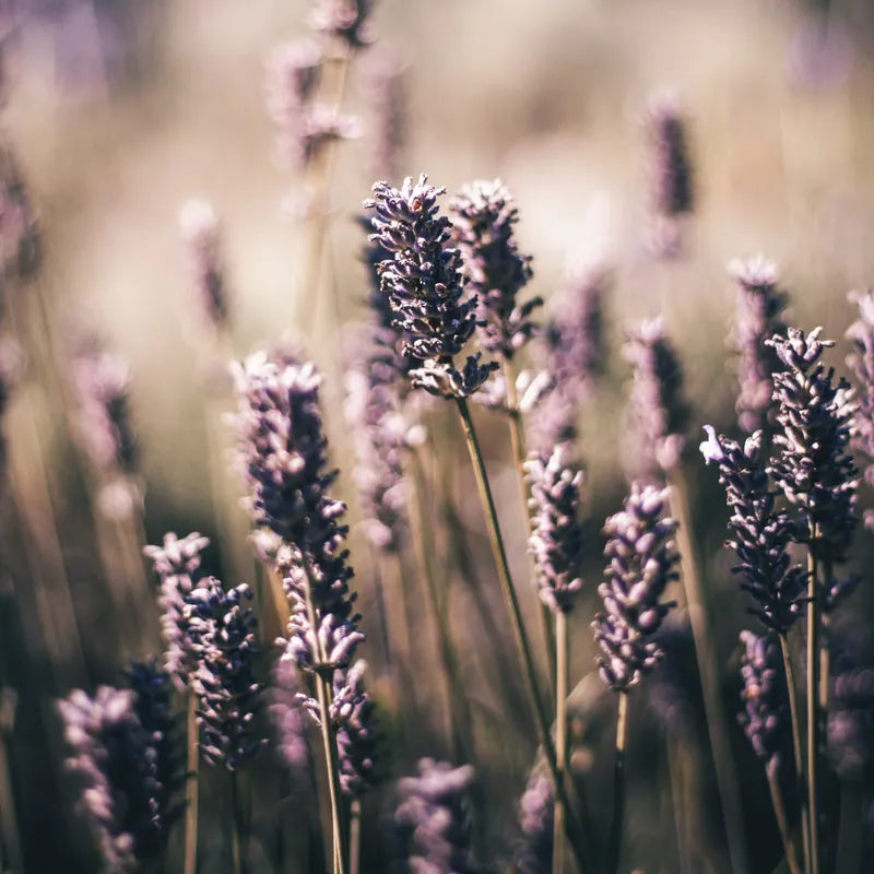 Lavender flowers