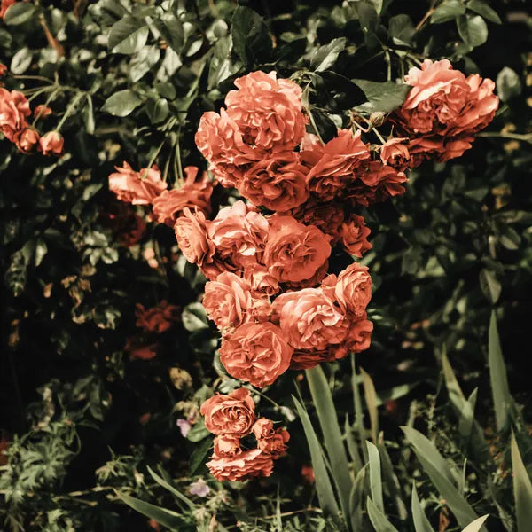 red rose bush