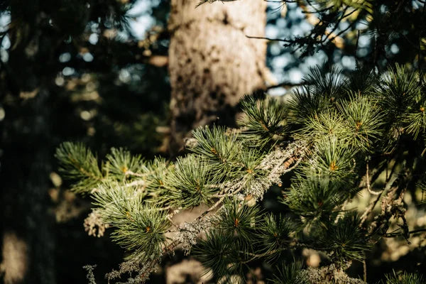 Swiss stone pine branch