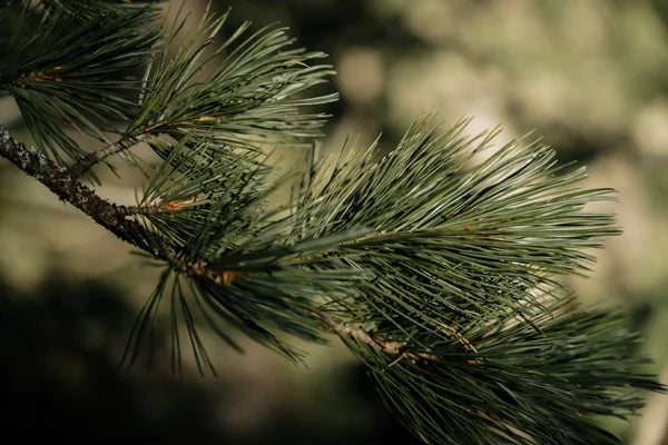 Swiss stone pine needles